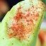 Xoài xanh mới hái đảm bảo ngon